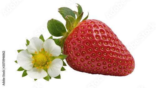 Foto Isolated fresh strawberry fruit and a beautiful white blossom flower with green