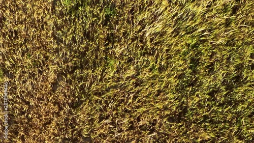 Aerial Top Down view of a vast field of golden reeds swaying in the gentle wind at sunrise, capturing the natural beauty and texture.