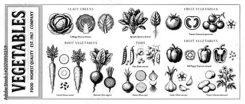 Engraved illustration set showcasing a variety of vegetables in a detailed vector design for culinary inspiration