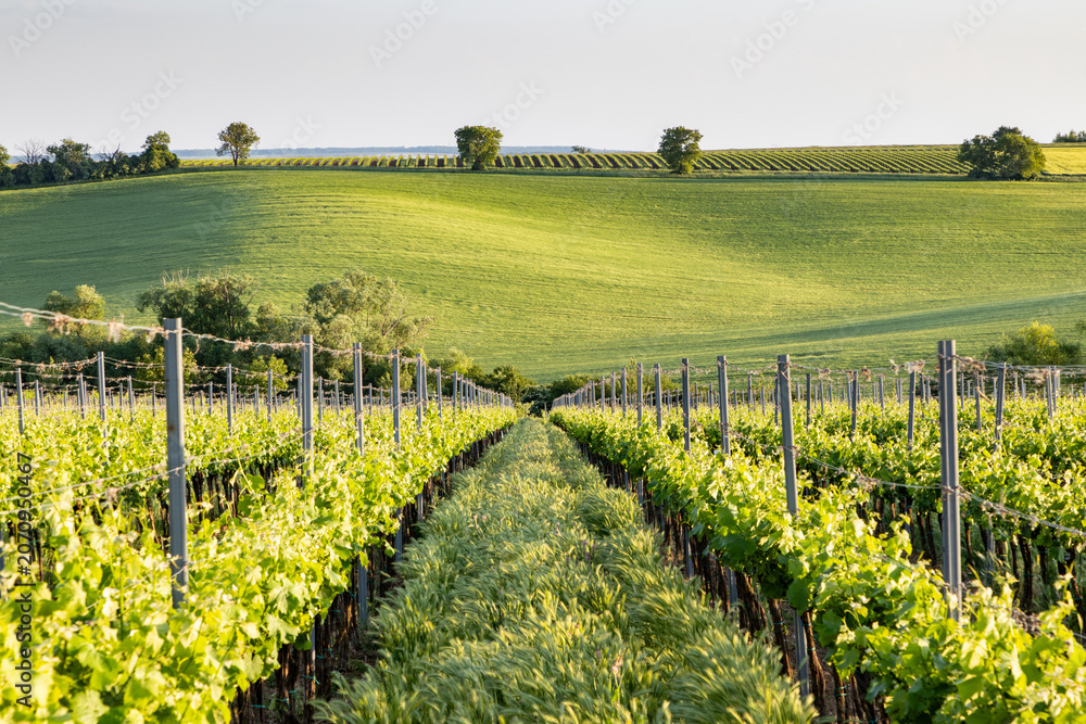 Obraz premium vineyard in early summer in Czech Moravia