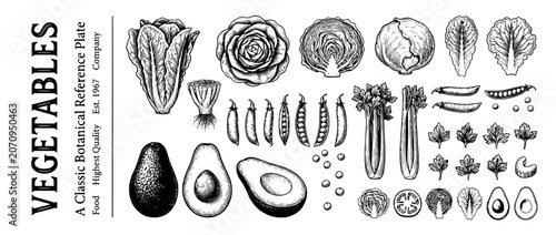 Elegant engraved illustration set of various vegetables showcasing their beauty and details in a classic botanical style
