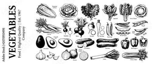 Engraved illustrations of various vegetables showcasing their beauty and diversity in artistic detail