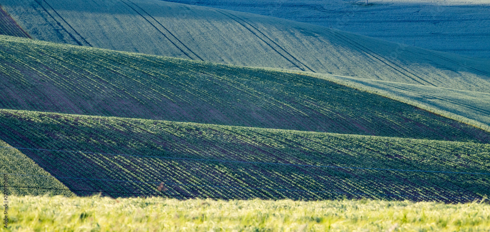 Obraz premium rolling green fields in early summer in Czech Moravia
