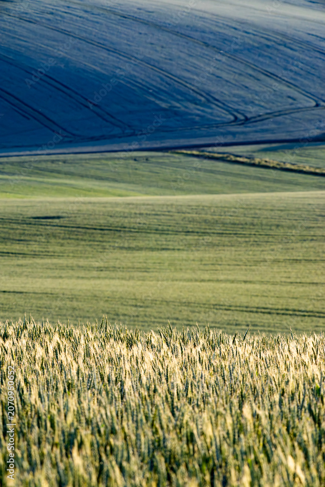 Obraz premium rolling green fields in early summer in Czech Moravia