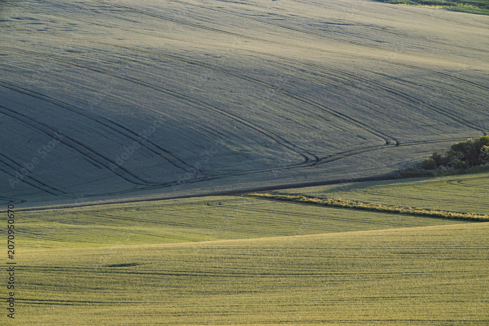 Obraz premium rolling green fields in early summer in Czech Moravia