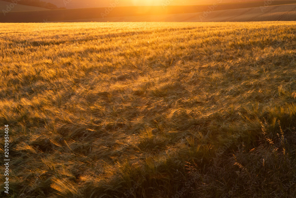Obraz premium golden wheat field in sunset light