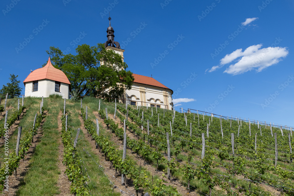 Fototapeta premium church in middle of a vineyard in Moravia