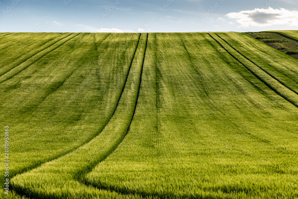 Obraz premium rolling green fields in early summer in Czech Moravia