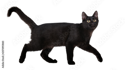 Canvas-taulu Isolated elegant black domestic cat walking gracefully with curious yellow eyes