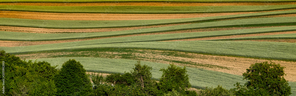 Obraz premium rolling green fields in early summer in Czech Moravia