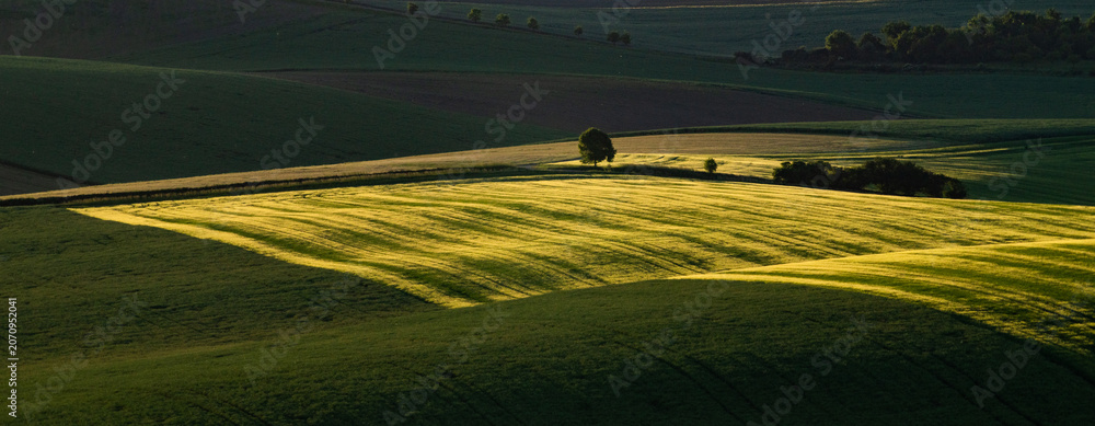 Obraz premium rolling green fields in early summer in Czech Moravia