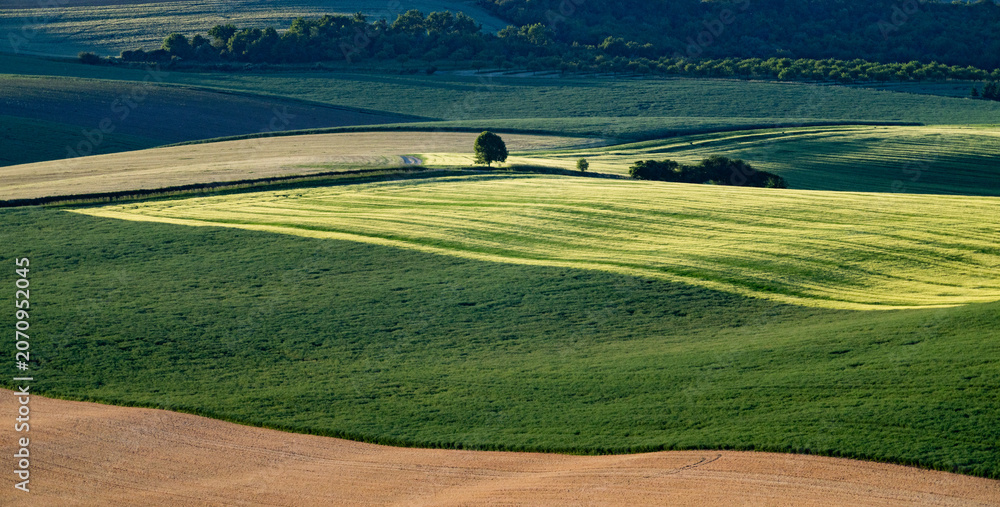Obraz premium rolling green fields in early summer in Czech Moravia