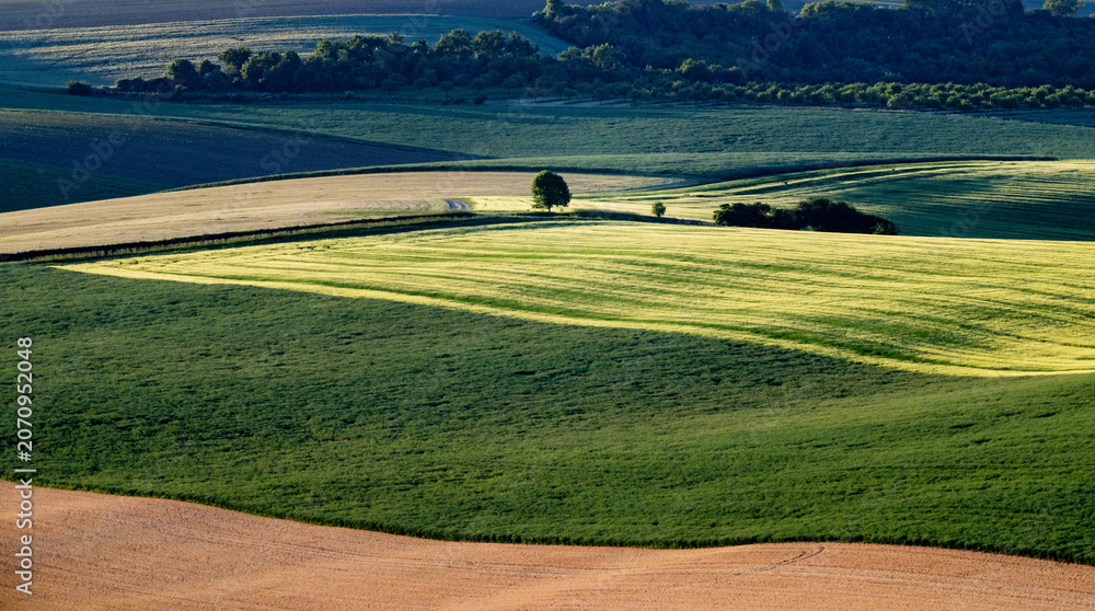 Fototapeta premium rolling green fields in early summer in Czech Moravia