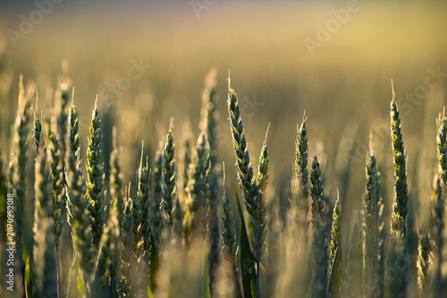rolling green fields in early summer in Czech Moravia