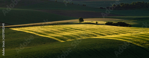 rolling green fields in early summer in Czech Moravia