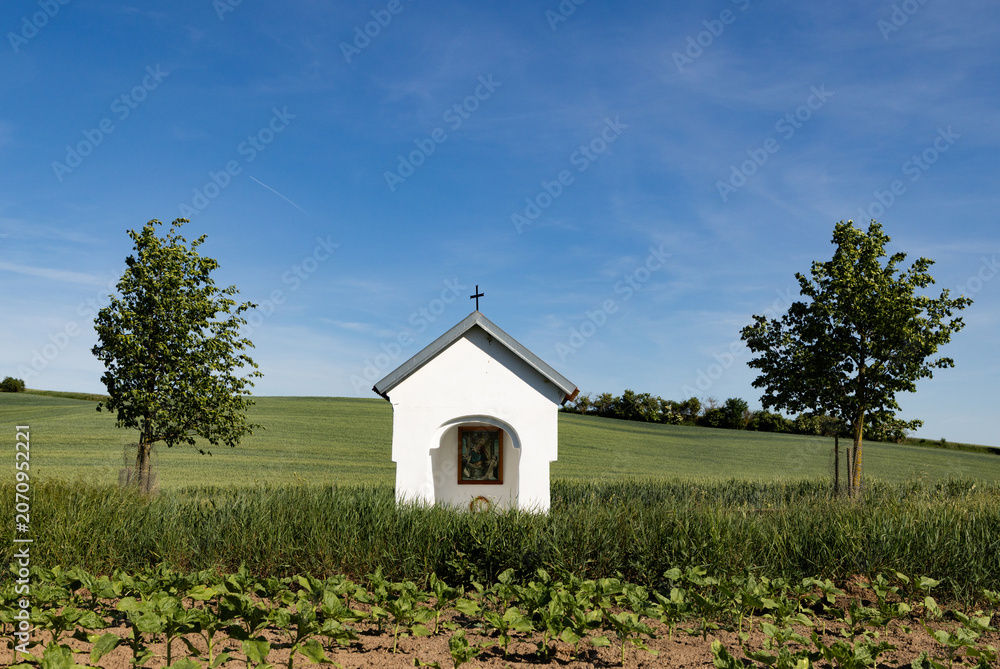 Fototapeta premium rolling green fields in early summer in Czech Moravia