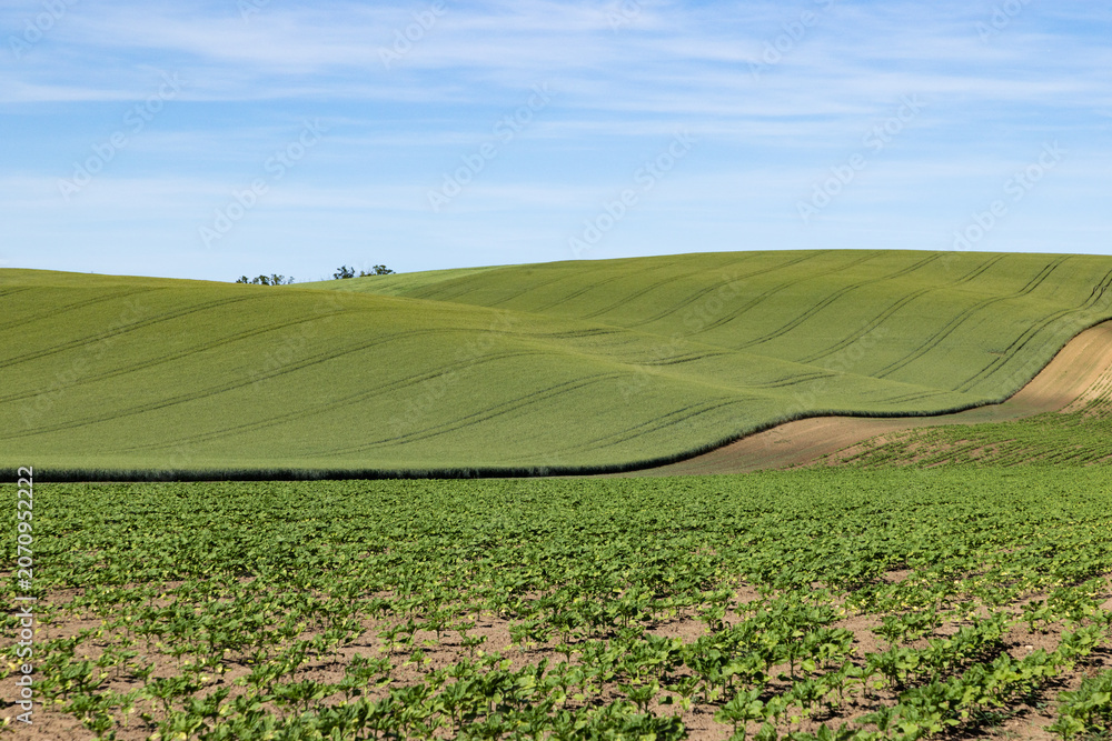Obraz premium rolling green fields in early summer in Czech Moravia