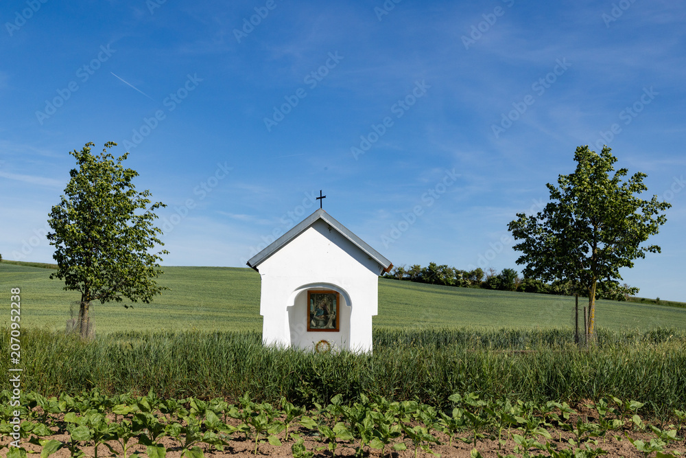 Fototapeta premium rolling green fields in early summer in Czech Moravia