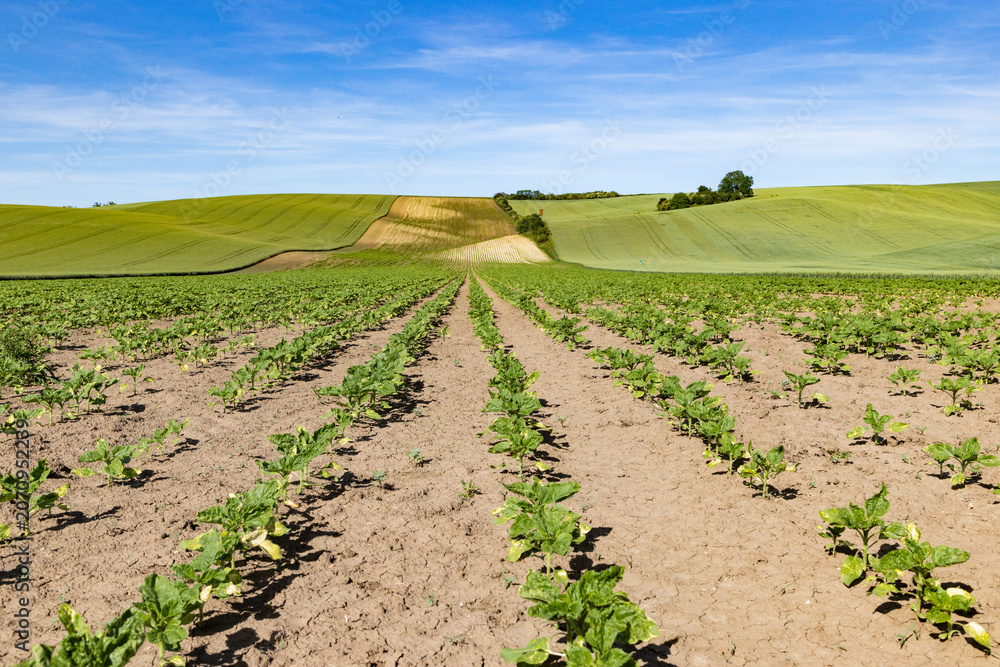Obraz premium rolling green fields in early summer in Czech Moravia