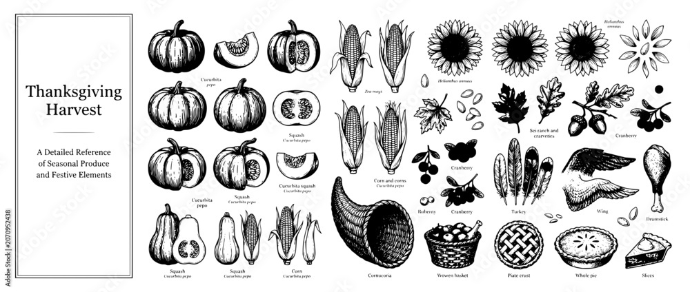 Fototapeta premium Detailed engraving of a Thanksgiving harvest featuring seasonal produce and festive elements for autumn celebrations and gatherings