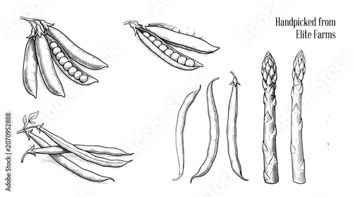 Engraved illustration set depicting fresh vegetables from the garden in intricate svg vector style