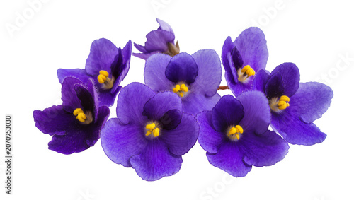 Schilderij op canvas Isolated vibrant purple African violet flowers in a beautiful blooming floral cl