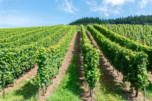 Obraz na plátně Low angle view with rows of vine in a vineyard against a blue summer sky, Trier,