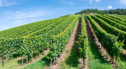 Fotografie Low angle view with rows of vine in a vineyard against a blue summer sky, Trier,