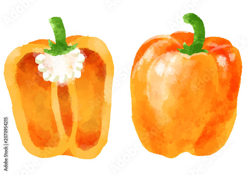 オレンジパプリカのイラスト　手描き　水彩風