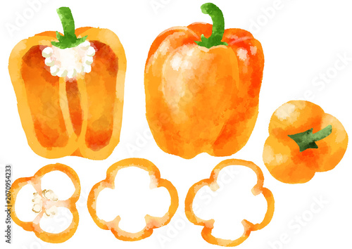 オレンジパプリカのイラスト　手描き　水彩風