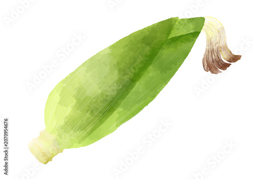 とうもろこしのイラスト　手描き　水彩風