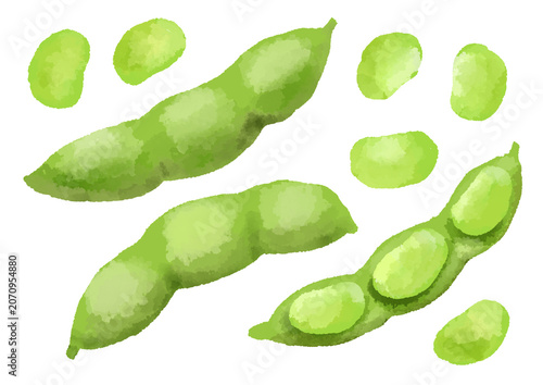 枝豆のイラスト　手描き　水彩風