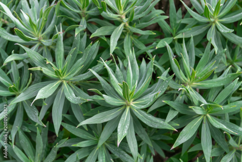 Quadro su tela Lush green plant leaves texture creating a natural botanical background, Mediter