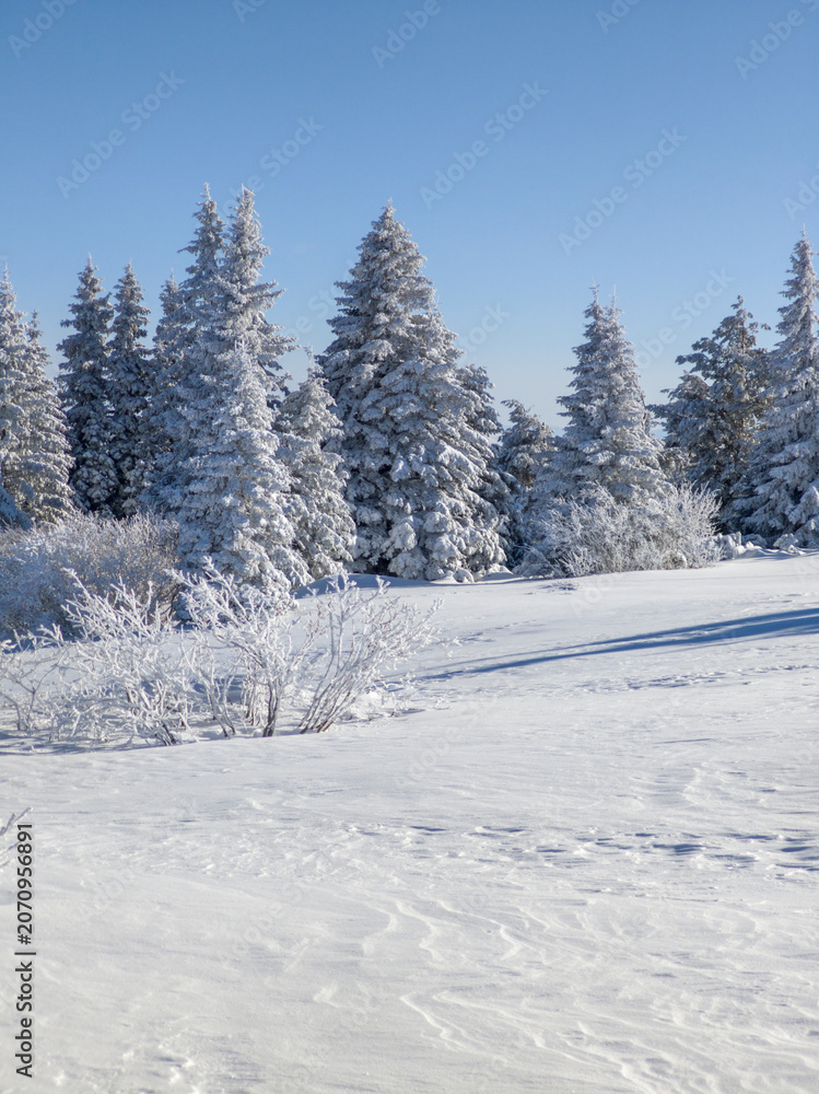 Obraz premium Winter Landscape of Vitosha Mountain, Bulgaria