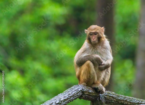 Monkeys in a park in Zhangjiajie National Forest Park