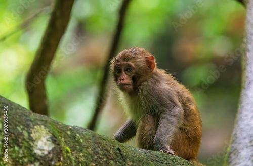 Monkeys in a park in Zhangjiajie National Forest Park