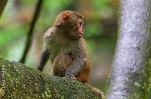 Monkeys in a park in Zhangjiajie National Forest Park