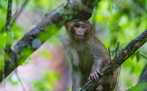Monkeys in a park in Zhangjiajie National Forest Park