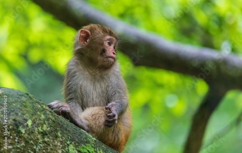 Monkeys in a park in Zhangjiajie National Forest Park