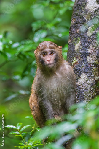 Monkeys in a park in Zhangjiajie National Forest Park