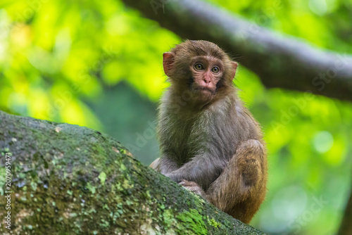 Monkeys in a park in Zhangjiajie National Forest Park