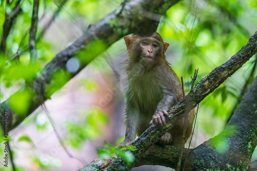 Monkeys in a park in Zhangjiajie National Forest Park