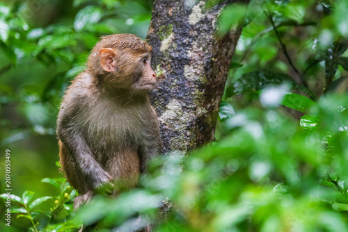Monkeys in a park in Zhangjiajie National Forest Park