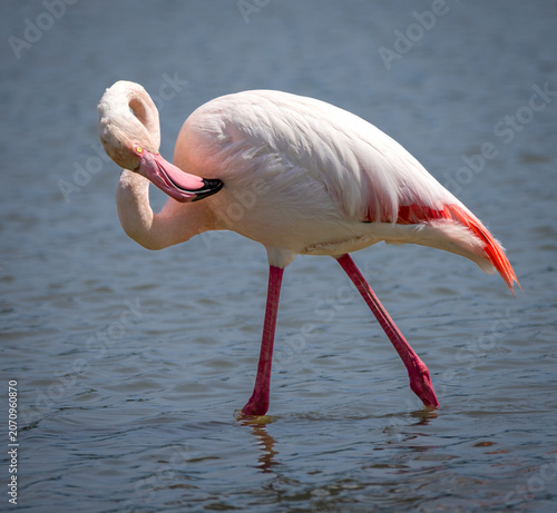 Greater flamingo preening its feathers while standing in shallow water at Fuente de Piedra Lagoon, Andalusia, Spain. Natural wildlife behavior photographed during spring migration season.