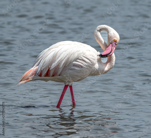 Greater flamingo grooming its plumage in shallow water at Fuente de Piedra Lagoon in Andalusia, Spain. Wildlife image showing natural bird behavior and habitat.