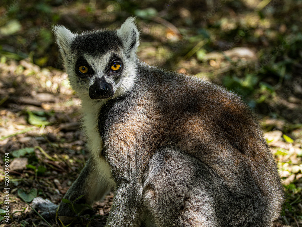 Obraz premium Ring-tailed lemur portrait with striking amber eyes