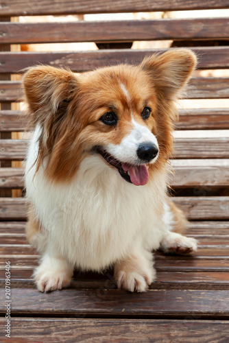 Young Pembroke Welsh Corgi,(Canis lupus familiaris)