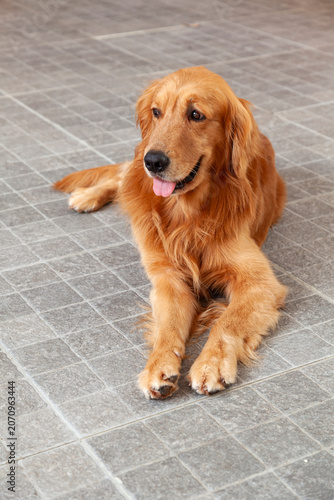 Young golden retriever (Canis lupus familiaris)