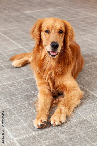 Young golden retriever (Canis lupus familiaris)