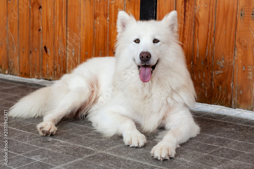 White Swiss Shepherd Dog,(Canis lupus familiaris)